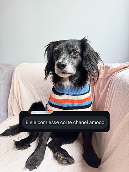 O cachorro Chiquinho.
