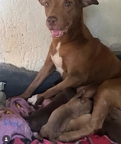 Um dos cães disponíveis para adoção.