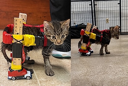 Veterinária criativa constrói uma cadeira de rodas com carrinhos Hot Wheels e ajuda gatinho machucado a andar.