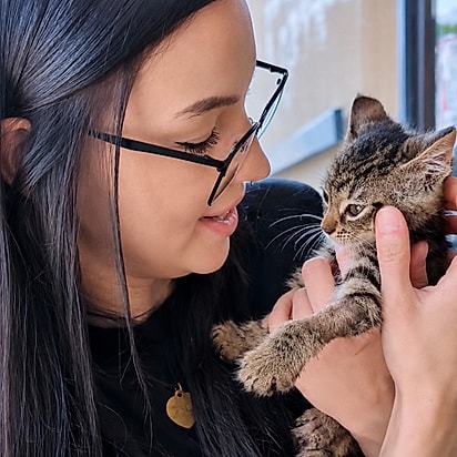 Gatinho mudou de vida com a cadeira de rodas.