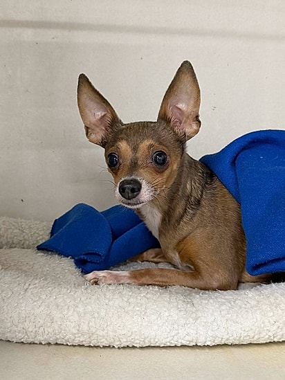 Mocha é uma chihuahua cega, de quatro anos