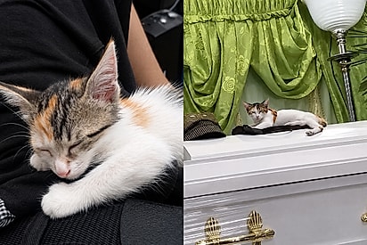 Do colo que a acolheu ao último adeus. Ainda filhote, recém-resgatada na porta de um shopping nas Filipinas, e já adulta, deitada sobre o caixão da mãe de Justine Leo durante o velório.