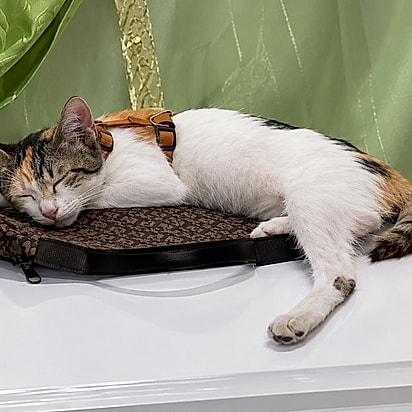 Uma companhia silenciosa até o fim. A gata Meymey dormindo profundamente, sobre o caixão da mãe de Justine Leo, durante o velório.