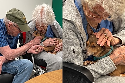 “Ela encontrou o colo certo”: cachorrinha cega conhece idosa de 90 anos e não quer mais sair dali.