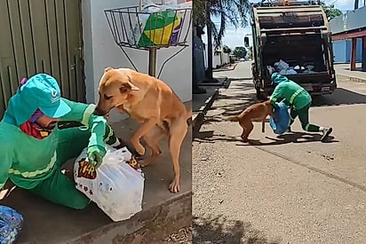 Conheça a história do cachorro desajudante de garis que está ficando famoso nas redes.