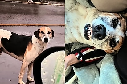 Obrigado por parar: Jovem resgata cachorro na chuva e ganha sorrisinho banguela como recompensa
