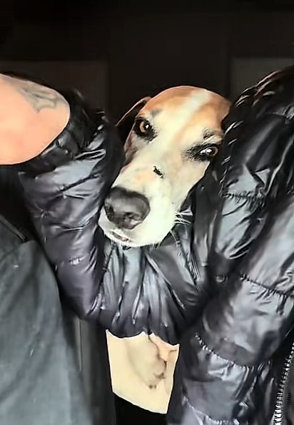 O casal resolveu levar o cão.