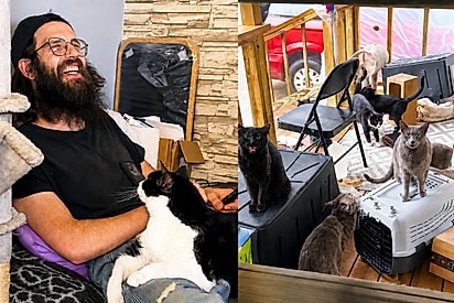 Homem acorda de coma com sonho de resgatar 100 gatos e descobre colônia completa em casa recém-comprada