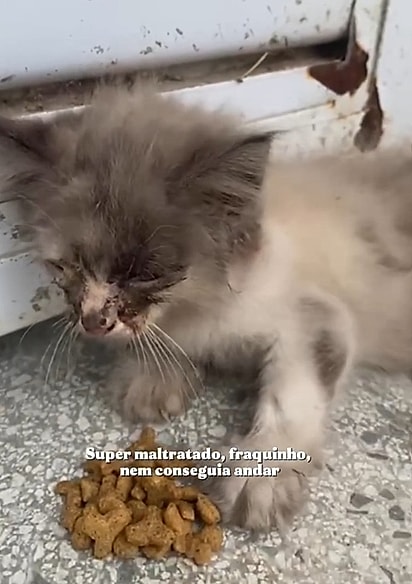 Shiro foi resgatado muito debilitado.