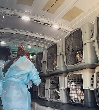 A equipe resgatou 42 cães de uma vez. 