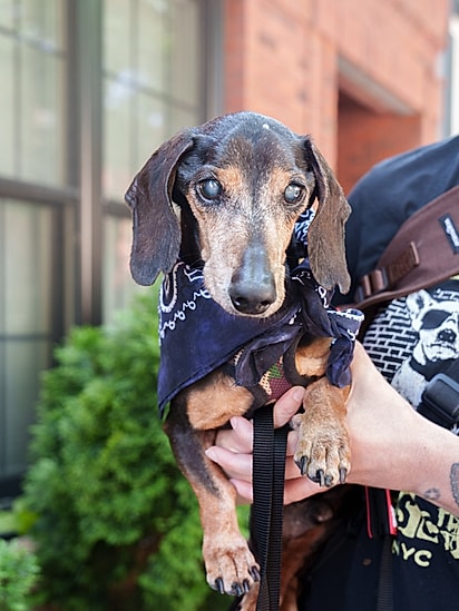 Titan é um dachshund idoso e completamente cego.