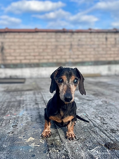 Titan é um cão tranquilo.