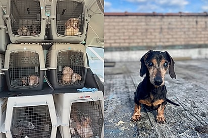 Mulher resgata 42 cães salsicha e apenas um não consegue um lar