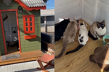 Casal faz casa dos sonhos para seus gatos e resultado impressiona.