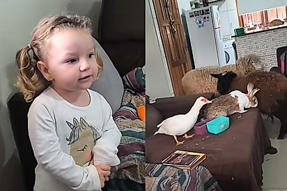 “É a filha de Noé?”: Mãe abre a janela e encontra filha dando aula para galo, patos e ovelhas