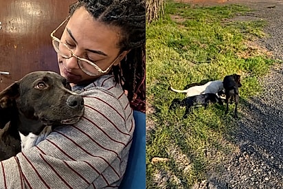 Após ser abandonado em um canavial com os irmãos, cãozinho que nunca era escolhido finalmente encontrou uma família