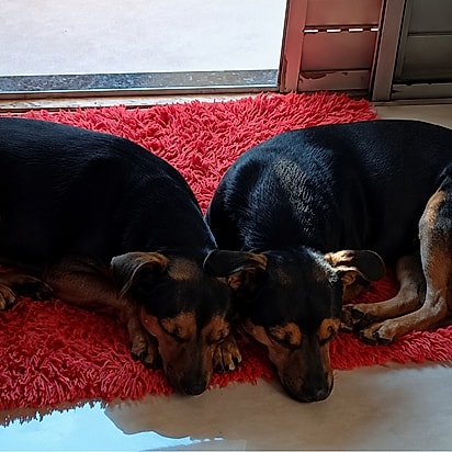 Irmãos gêmeos fofos aguardam adoção.