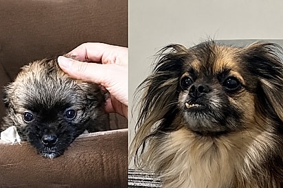 Mulher compra “shih-tzu” em Minas Gerais, mas cachorro cresce e surpreende; história de Chico faz sucesso nas redes.