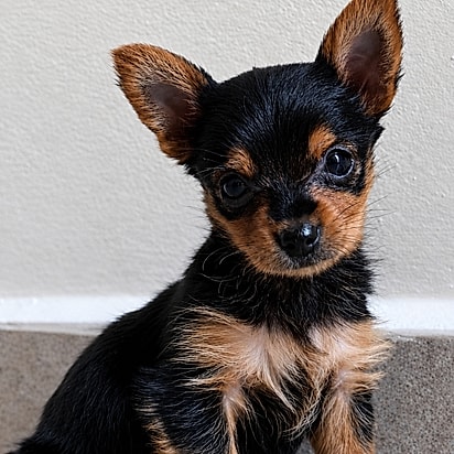 Cachorrinha da Shopee custou R$ 3,5 mil como se fosse da raça Yorkshire.