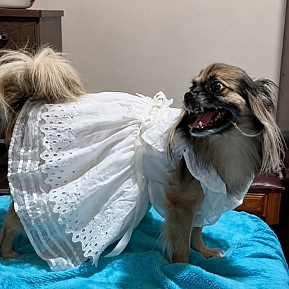 Chico vestido pela vovó para ir à igreja.