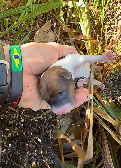 A cachorrinha levou Pedro até os seus filhotes.