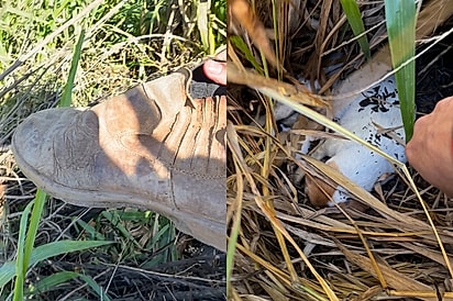 Cachorrinha rouba botina de trabalhador e o leva até surpresa escondida no meio do mato.