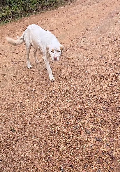 A cachorrinha parou diante do carro.