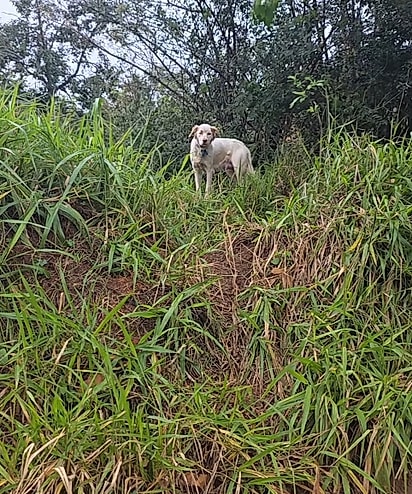 A cadela queria que a protetora fosse atrás dela.