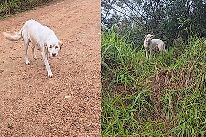 “Cadê teus bebês?”: Cachorrinha aborda protetora e pede ajuda para salvar sua família