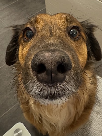 Leonardo, o cão da comediante Fernanda Arantes.