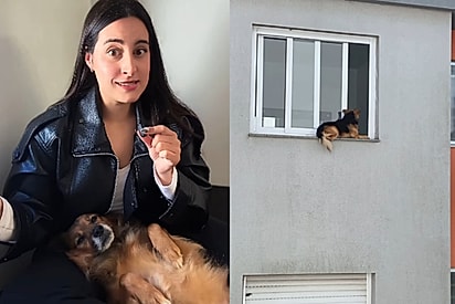 Pânico total: Tutora conta como cachorrinho foi parar na janela do quarto andar
