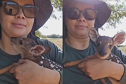 Filhote de veado resgatado tenta mamar no pescoço de bióloga