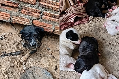 Ela entrou na água sete vezes. A cadela sai do vão alagado com um filhote na boca e, ao lado, a ninhada já em segurança.