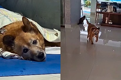 “Surpreendeu todos nós”: Com apoio incansável da família e muita vontade de viver, cão idoso supera paralisia