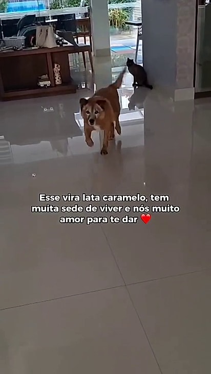 Com paciência e amor ele voltou a andar.