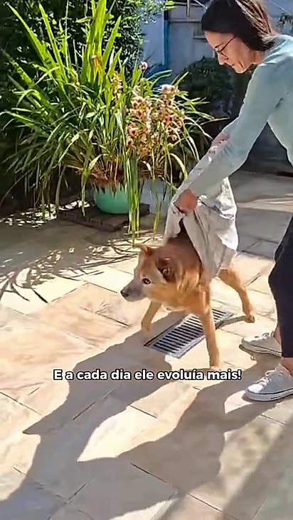 A família não desistiu do cão.
