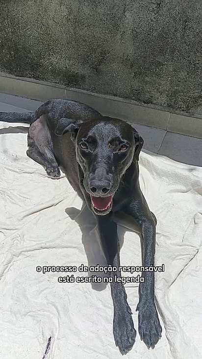 Hoje a única coisa que falta para o cão é um lar.