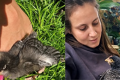 Galinhas também podem ser pets? Tereza conquistou a internet com sua personalidade e convivência com gatos e cachorros.