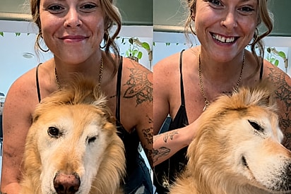 Cachorra golden vira unicórnio após acidente causado sem querer pela própria mãe ao nascer.