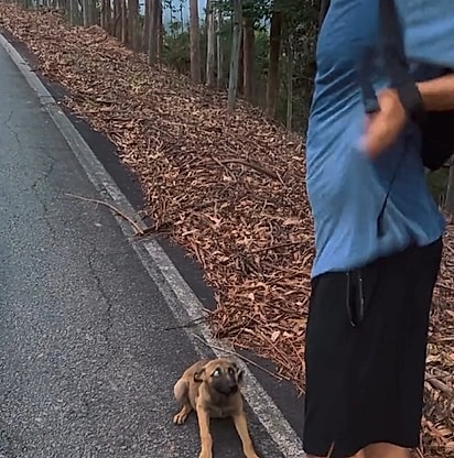 O vira-latinha acompanhou Vittor e o amigo por cerca de 30 km.