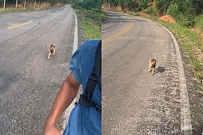 Vira-lata abandonado corre 30 km atrás de atleta e conquista a família que tanto procurava.