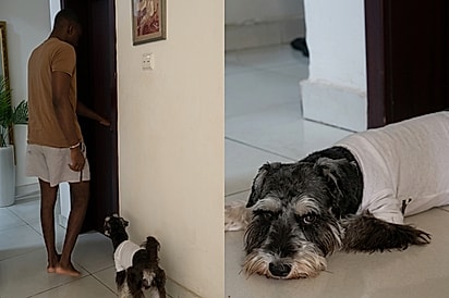 “Ele sentiu que algo estava errado”: cão insiste em entrar no quarto e acaba salvando a vida do tutor.