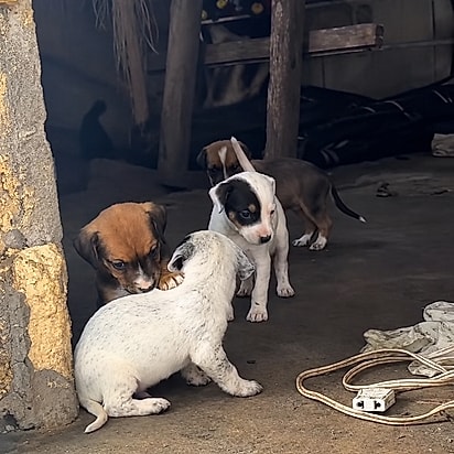 A ninhada que corre contra o tempo. Alguns dos nove filhotes da cadela, no local onde viviam.