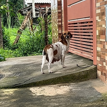 Sozinha, à espera de socorro. A cadela em frente à casa onde vivia, no litoral sul paulista.