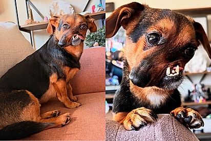 “Nariz torto, coração enorme”: dachshund rejeitado supera passado difícil e conquista a internet.