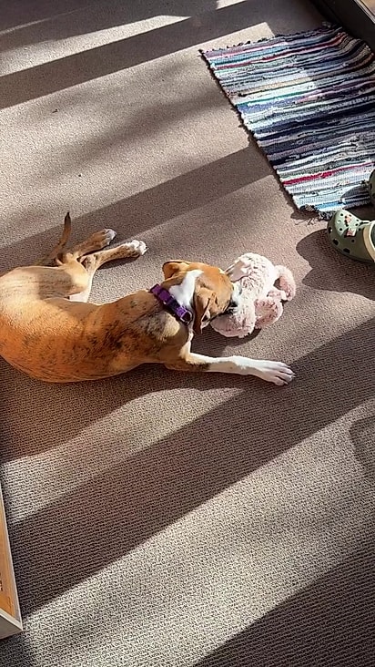 A cachorrinha adora pelúcias.