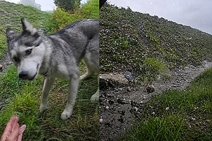 Alerta no celular faz mulher buscar abrigo com husky minutos antes de forte tempestade de granizo.