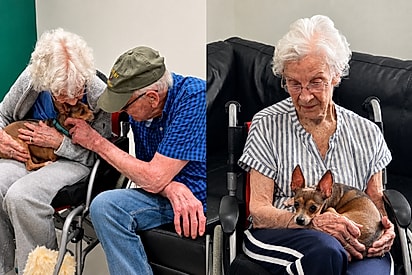Donna encontra companhia na chihuahua cega Mocha. Donna, de 90 anos, aparece com Mocha no colo durante o encontro que marcou o início da nova amizade.