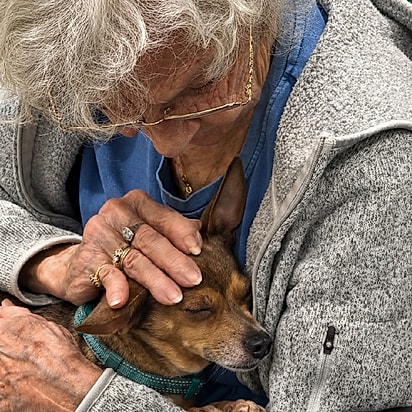 Mocha relaxa nos braços de Donna. A chihuahua cega fecha os olhos enquanto recebe carinho de sua nova tutora, Donna James.
