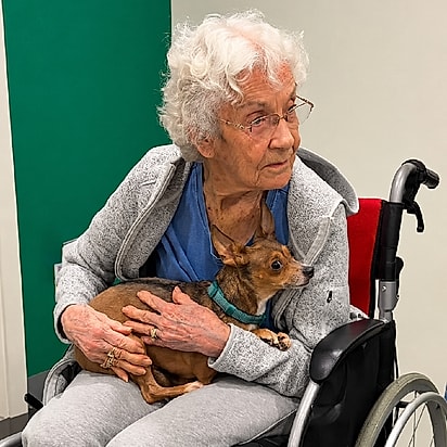 Donna segura Mocha no colo durante o primeiro encontro. Aos 90 anos, Donna acolhe a chihuahua cega Mocha no colo durante o encontro organizado pela Pawportunities.